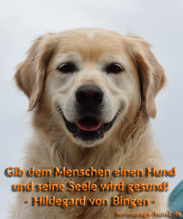 Homepage Hund Hundebilder Mit Spruchen Hundespruche