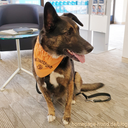 Hund_Marburg_Targobank_2