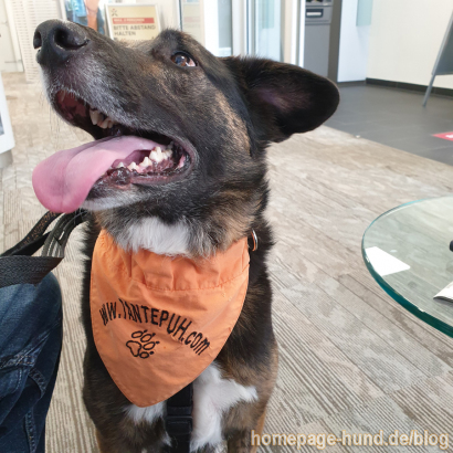 Hund_Marburg_Targobank_3