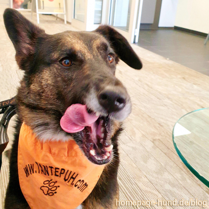 Hund_Marburg_Targobank_5