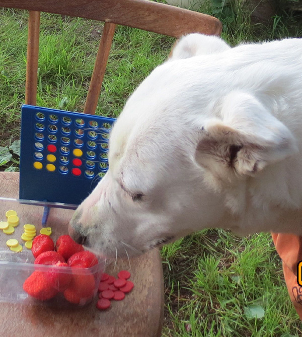 Kalli und die Erdbeeren