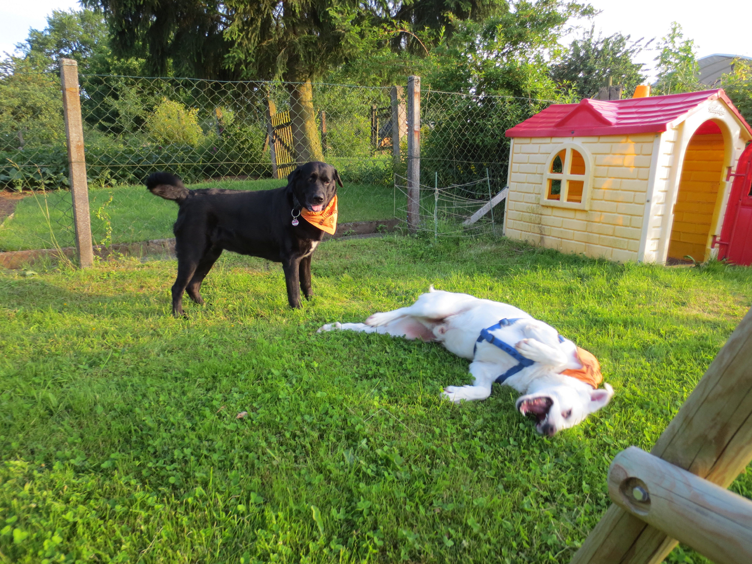 Wohlfühlhund