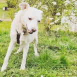 Hund_Kalli_Garten