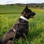 spaziergang_wohratal_hund
