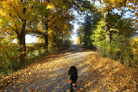 Mona bei ihrem Spaziergang im Herbst