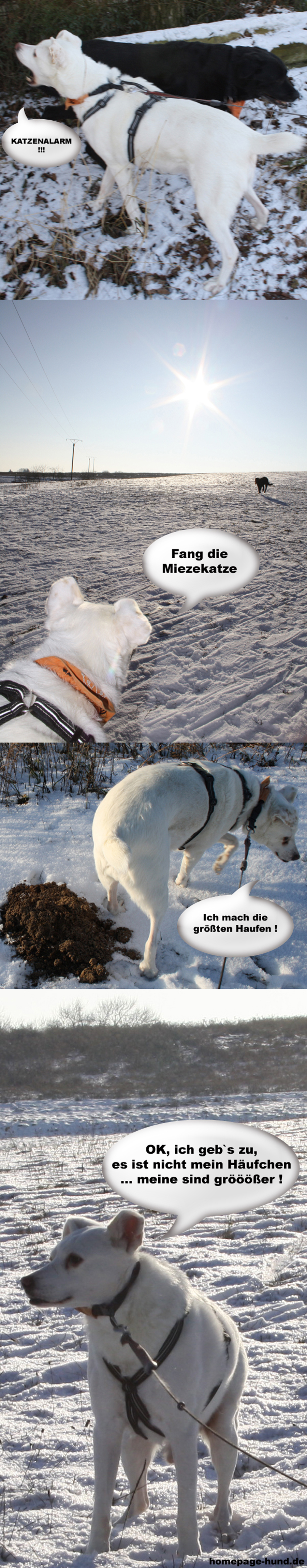 Winterspaziergang Hunde