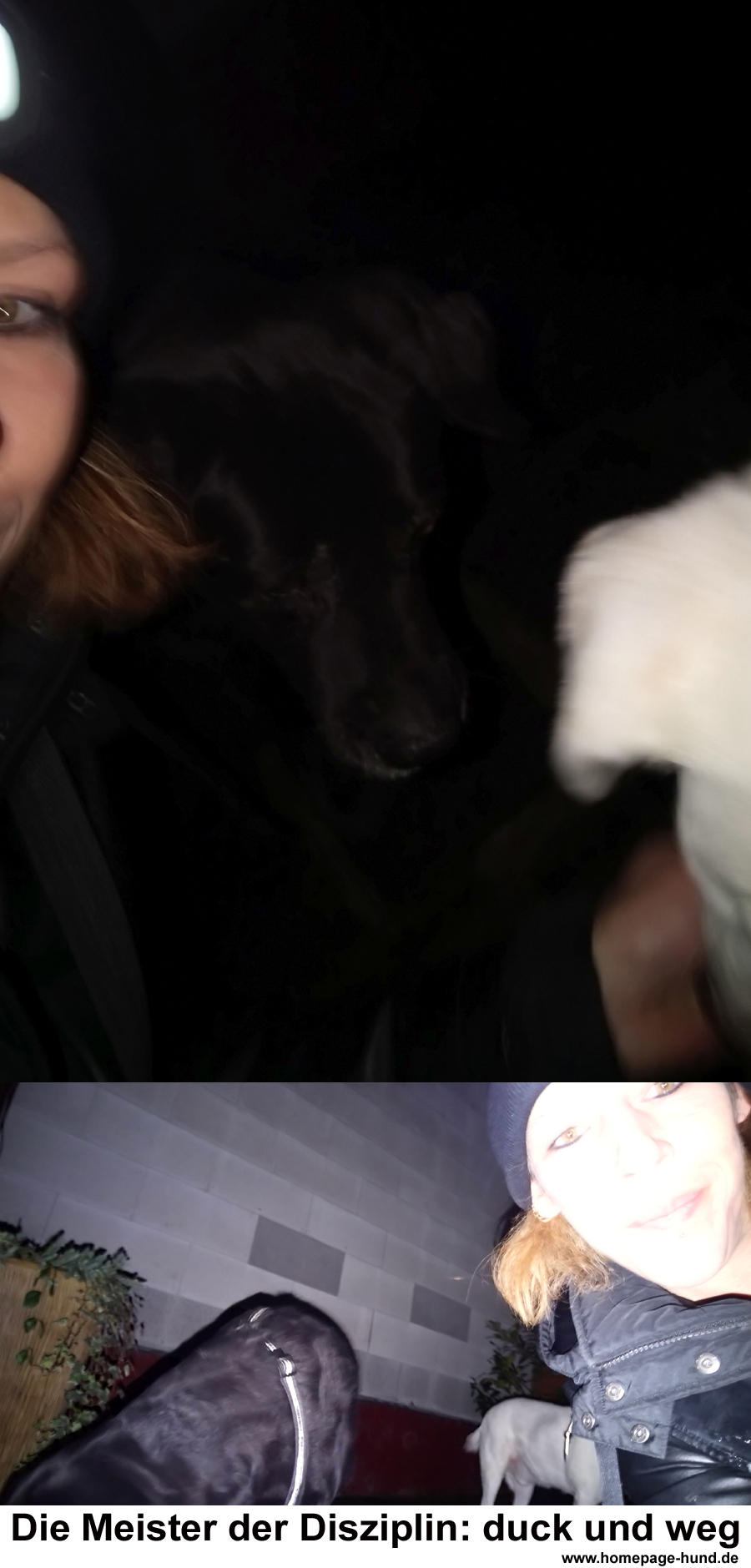 Selfies Hunde
