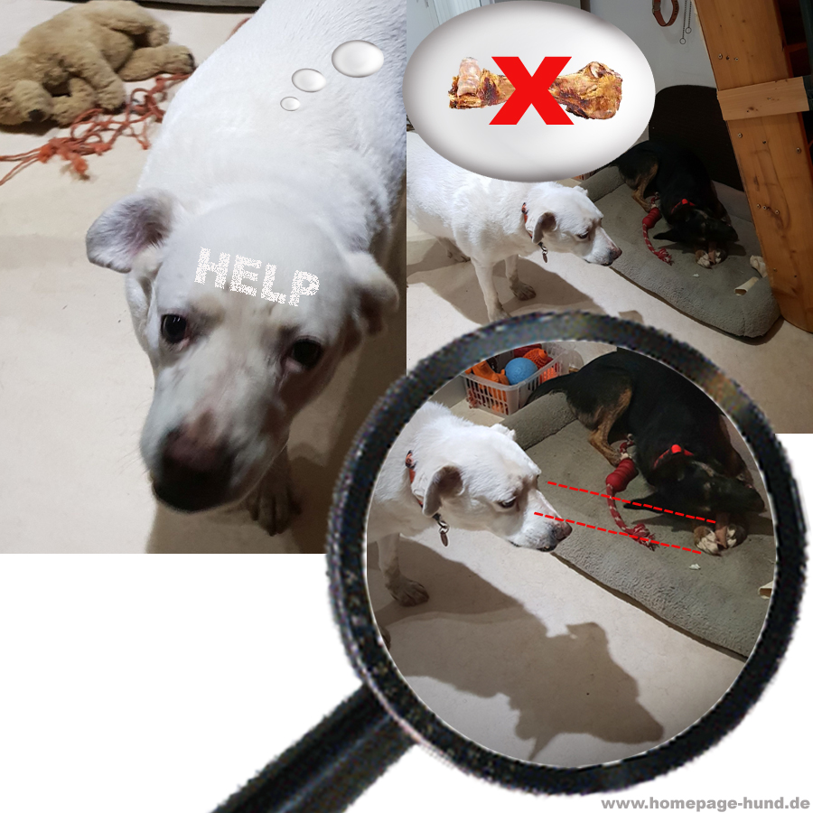 Knochenklau Hund