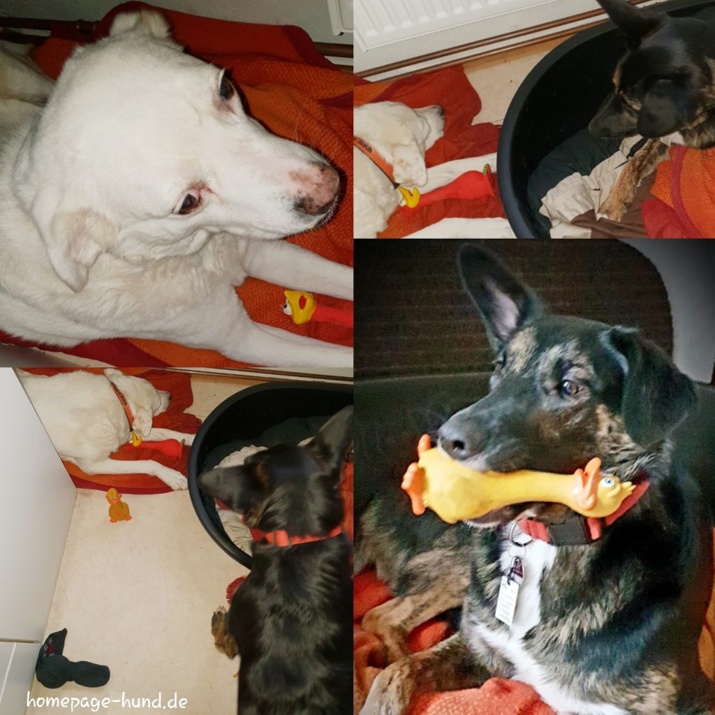 Quietschis Hundespielzeug