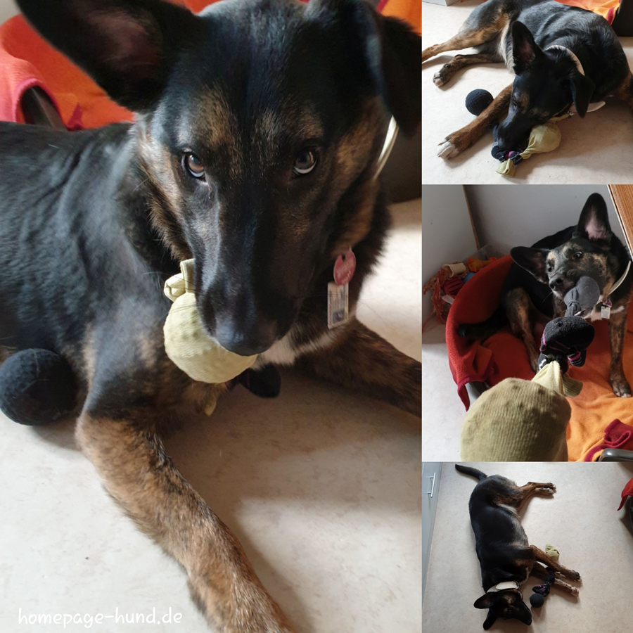 Der Sockenball - Hundespielzeug selbstgemacht. Einzelne Socken hat ja jeder und ist der Ball nicht mehr interessant, steckt man ihn in eine Socke oder mehrere und verknotet sie.
