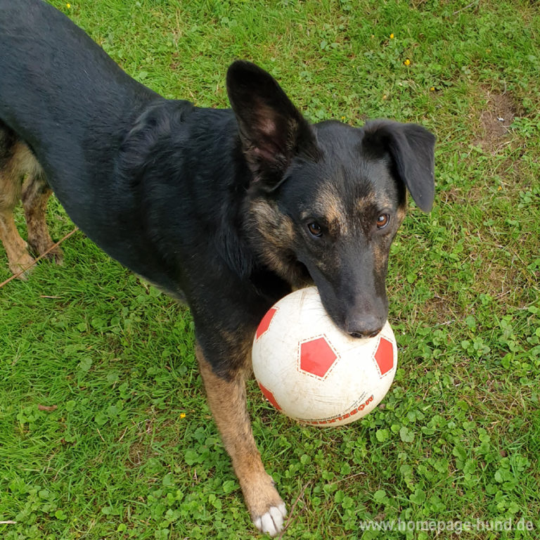 Fussball Hund › HUNDEBLOG óÔÔò ʕ·͡ᴥ·ʔ óÔÔò