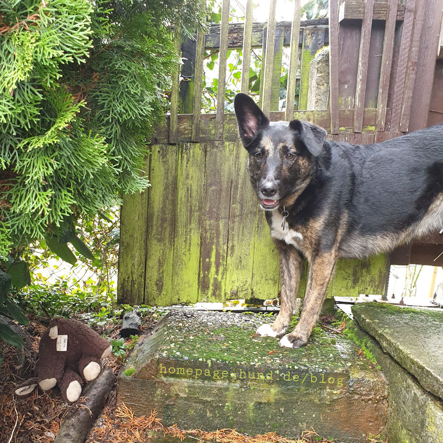 Dorchen und ihr Hundespielzeug