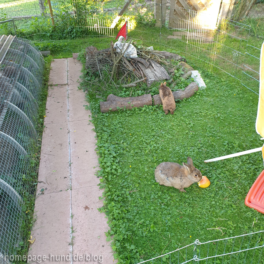 Kaninchen und Hunde im Garten