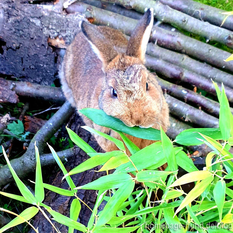 Kaninchen Bambus