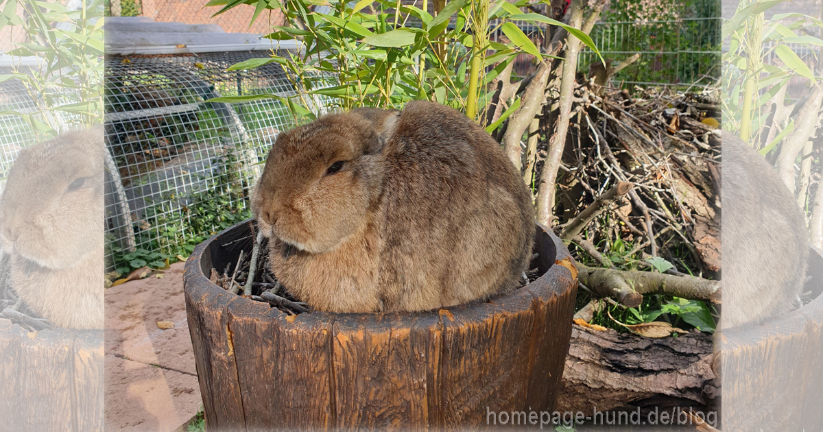 Pauli sonnt sich im Blumentopf › HUNDEBLOG óÔÔò ʕ·͡ᴥ·ʔ óÔÔò