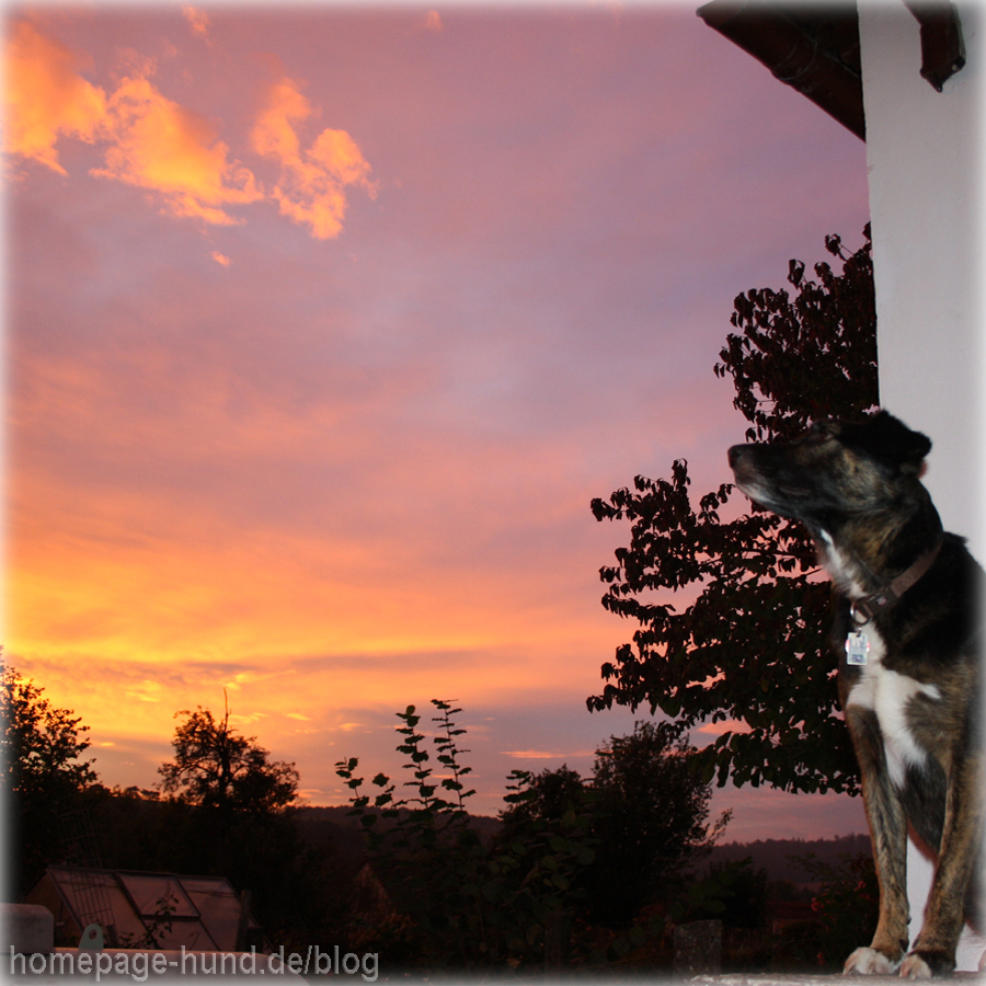 Sonnenaufgang Wohratal Wohra Hessen Hundeblog 