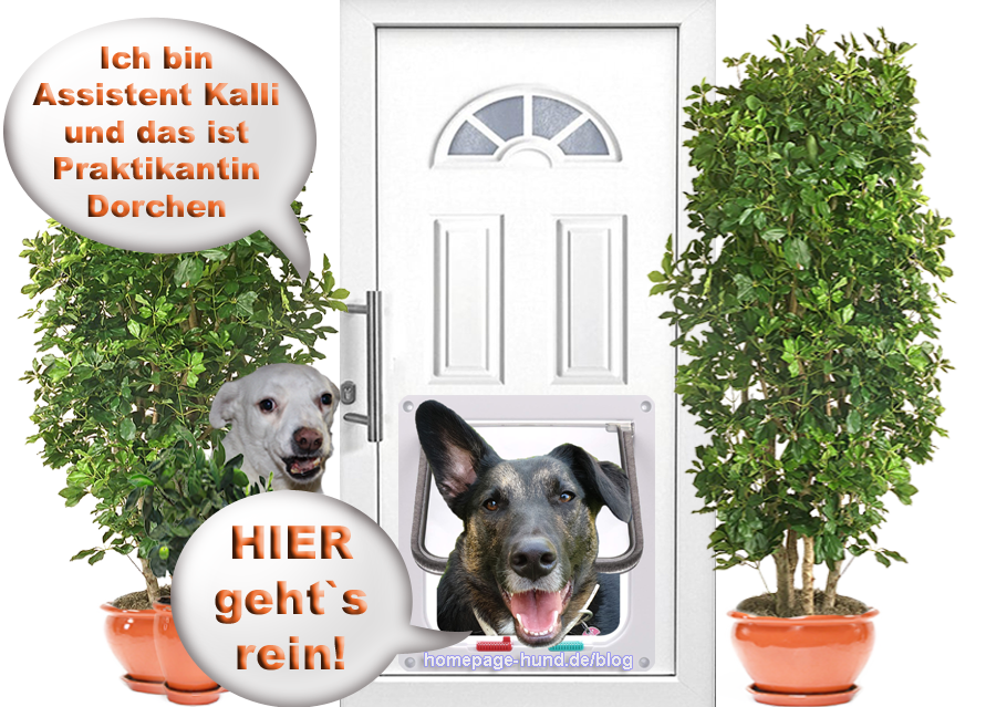 Hundeblog rund um den Hund - Tierschutzhunde Kalli und Dorchen