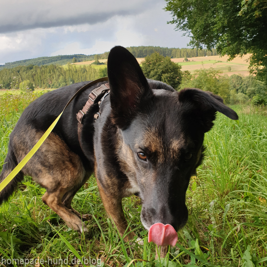 #tongueouttuesday