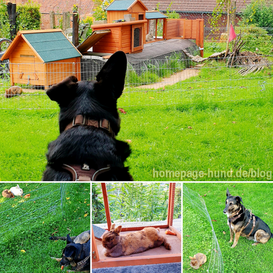 Bürohund bin ich hauptberuflich. Mein Nebenjob ist es, die Kaninchen Emilia & Elli zu bewachen.