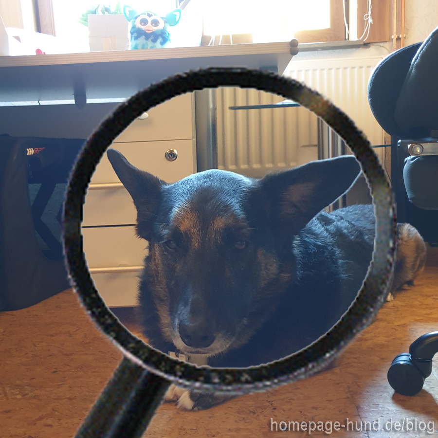 Seht ihr meinen Blick? Ich bin sauer! Frauchen hat mit der geschmust und ihr den Bauch gekrault. Das geht ja gar nicht - jetzt muss sie ausziehen, mit ihren Babys!!! Erst hat Frauchen sie schlafen gelegt (Video). Aber ich habe mich nicht erweichen lassen. Eine Familie hat sie adoptiert und sie wohnt jetzt im Allgäu. 