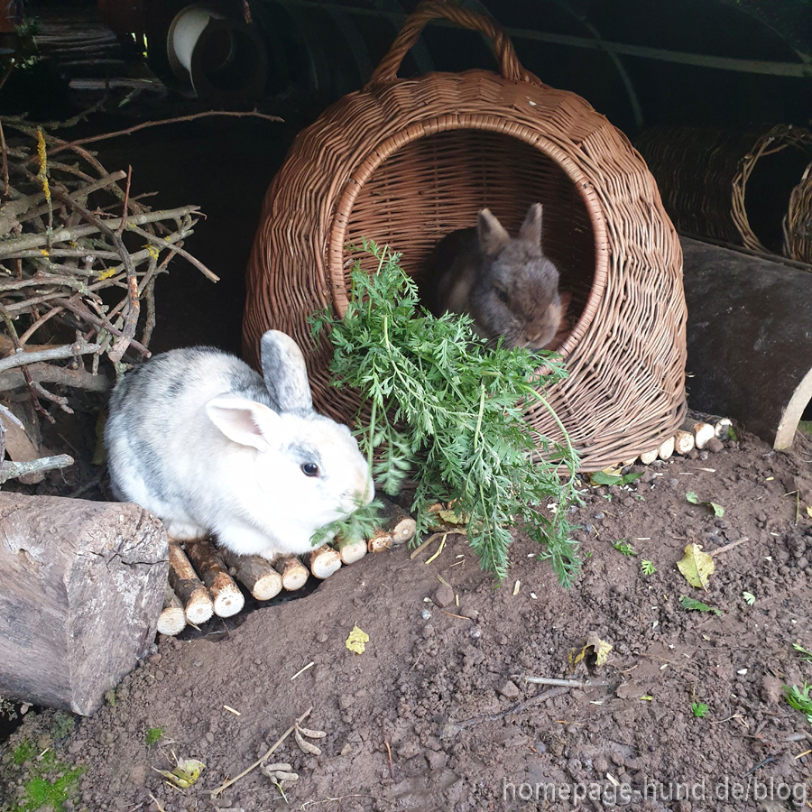 Kaninchen Elli und Emilia