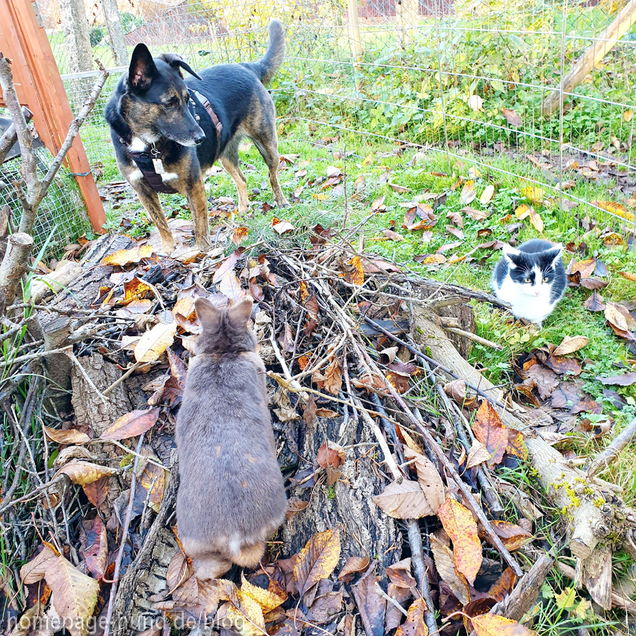 Heute hatte ich viel zu tun! Kater Paulchen wollte wieder Elli & Emilia jagen. Ich bin immer schön dazwischen gehupft, damit keinem was passiert. Wir Hunde nennen das "splitten" (Beschwichtigungssignal der Hunde / Calming Signals).