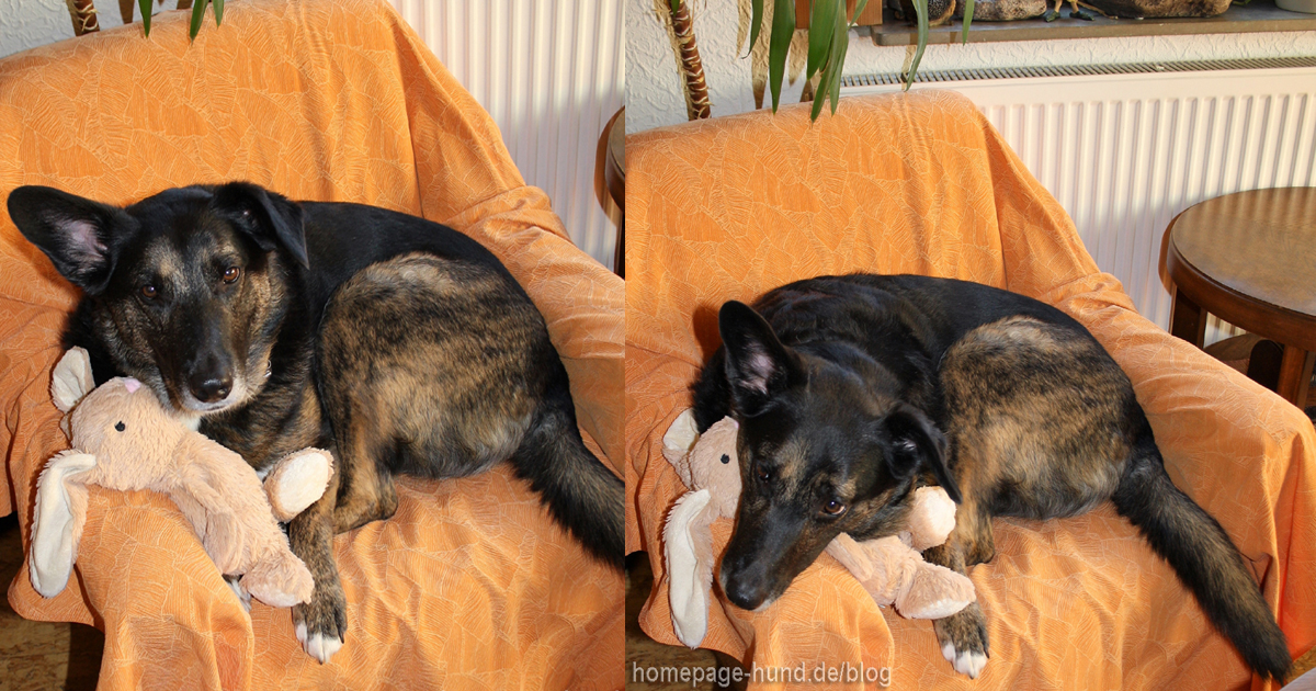 Hasi wurde gebadet › HUNDEBLOG óÔÔò ʕ·͡ᴥ·ʔ óÔÔò