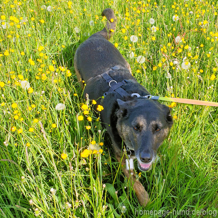 Hund auf der Blumenwiese