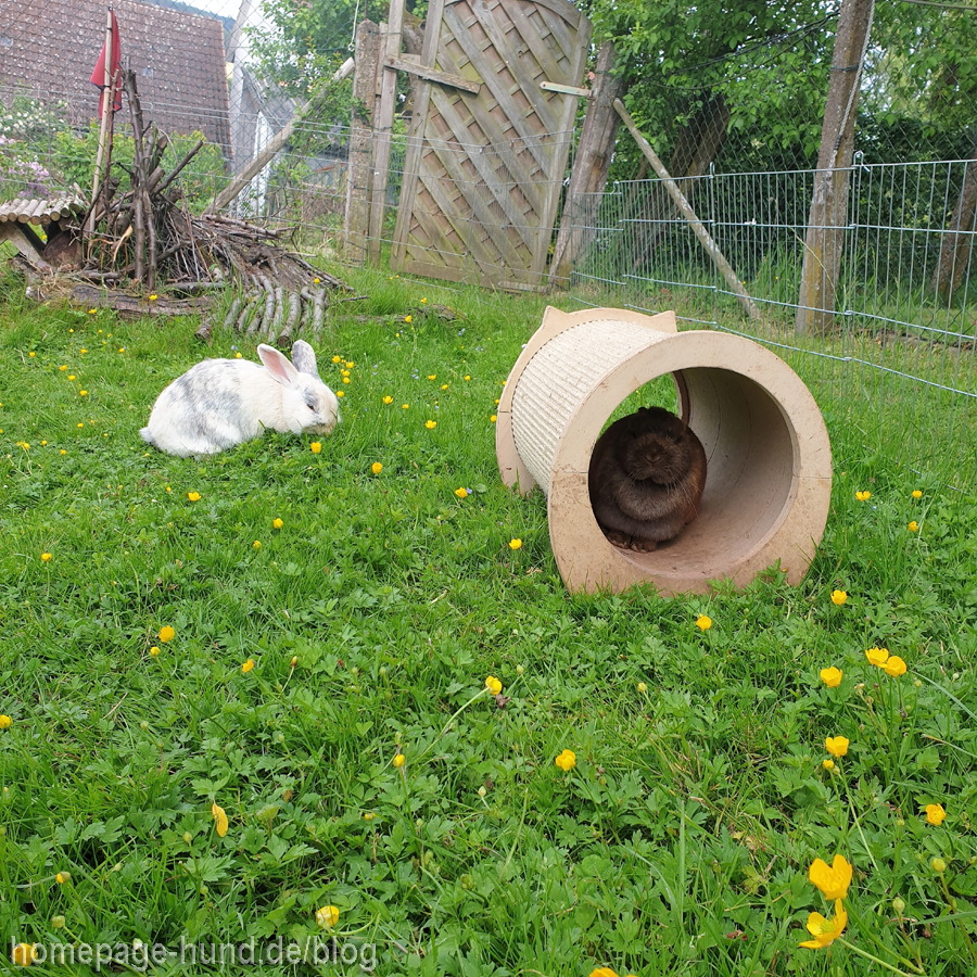 Kaninchen im Außengehege