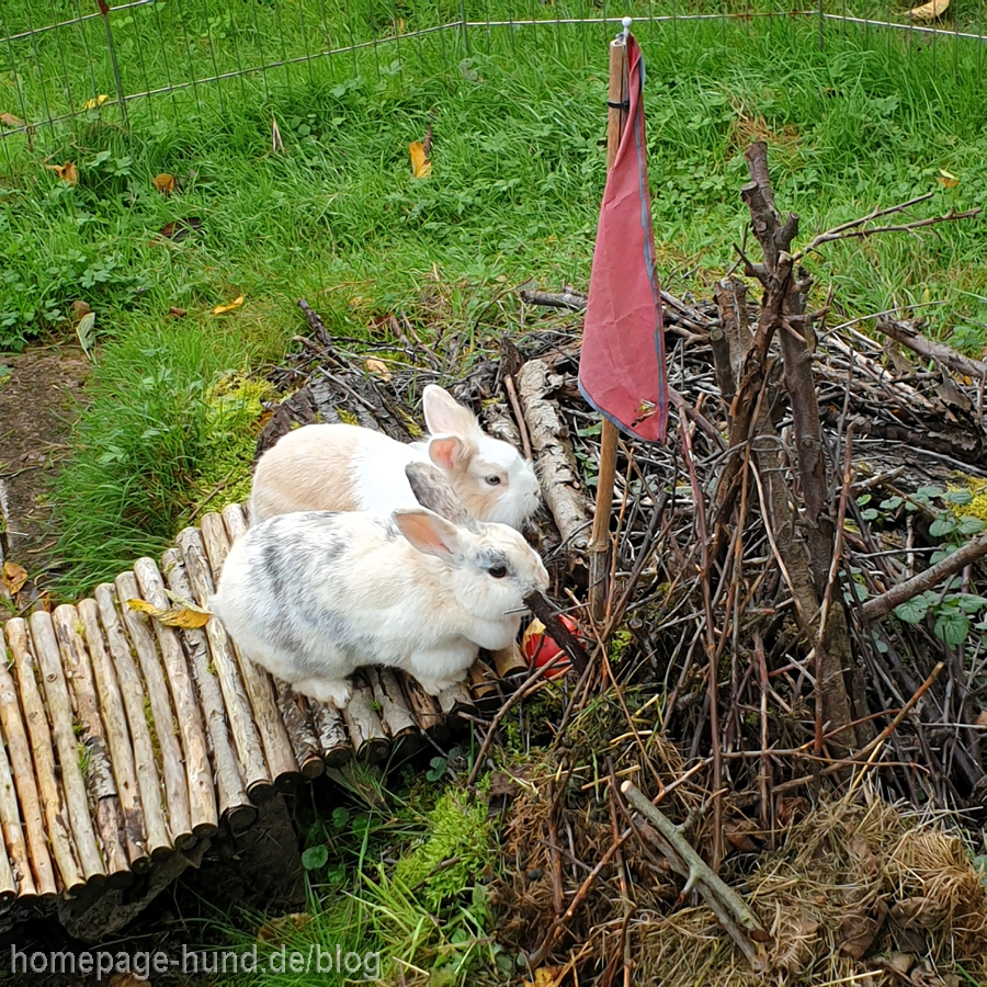 Kaninchen Gehege außen
