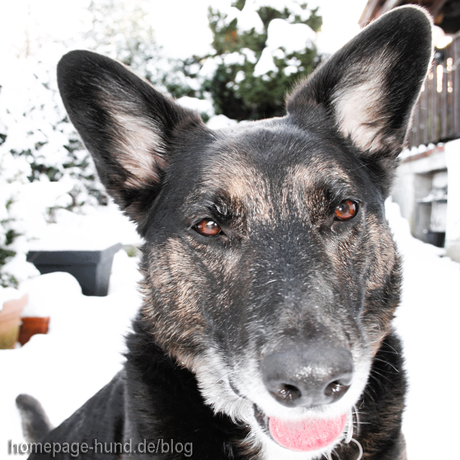 Hund im Schnee - Wohratal Hessen Kellerwald 