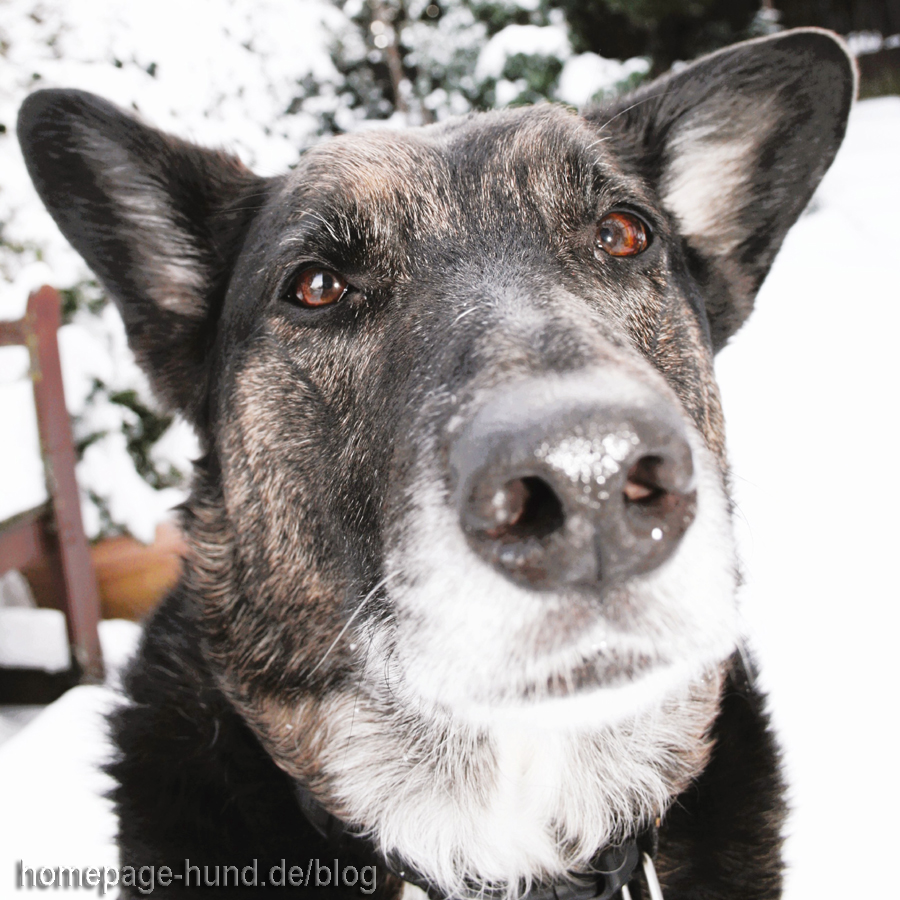 Hund im Schnee - Wohratal Wohra Hessen Kellerwald 
