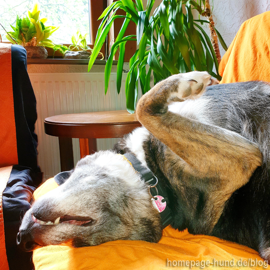 Hund auf dem Sofa