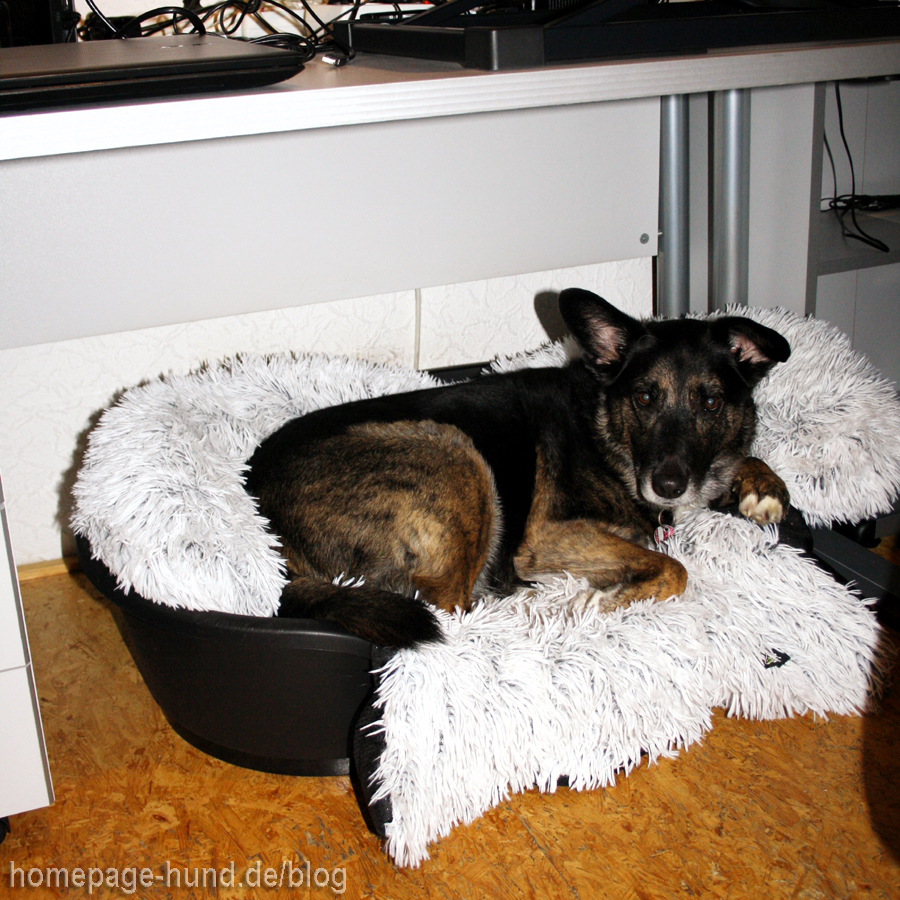 Bürohund bei der Arbeit