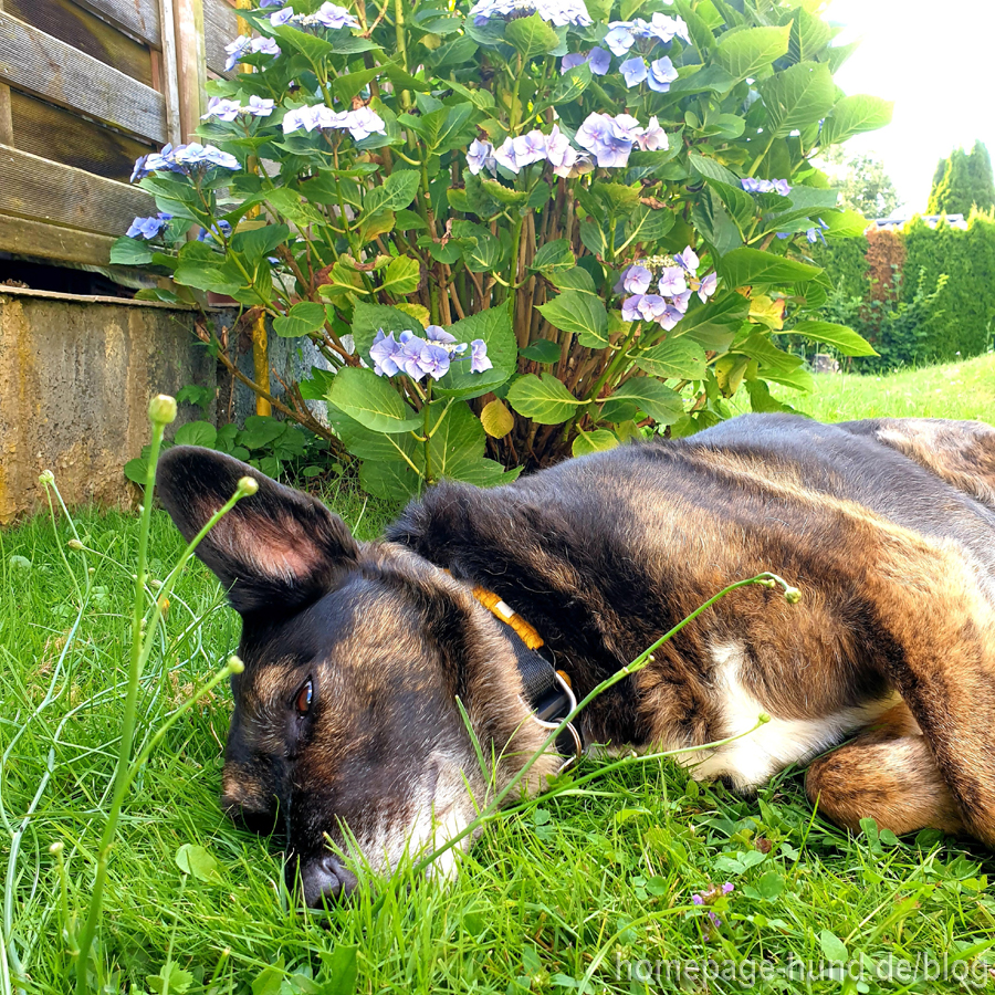 Hund im Garten