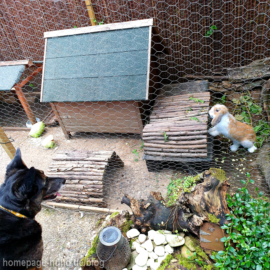 Hund und Kaninchen