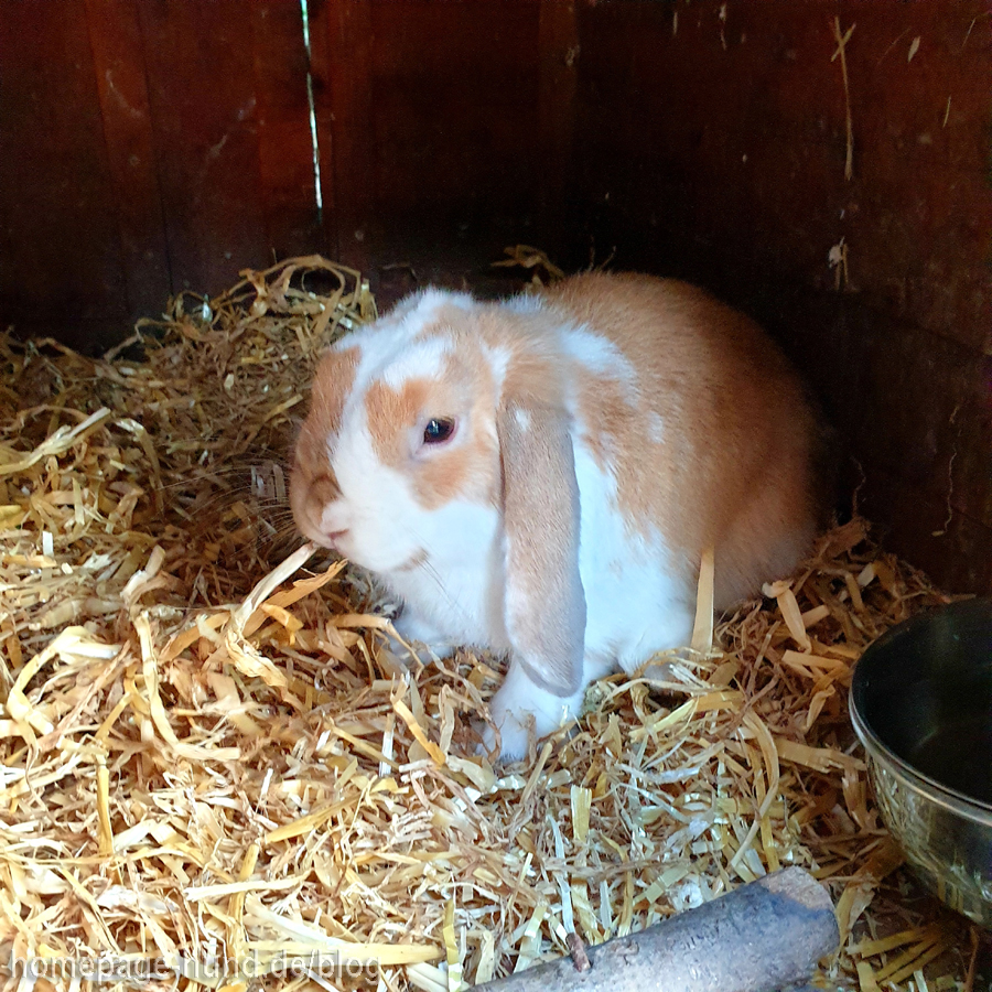 Kaninchen aus Tierheim Lauterbach