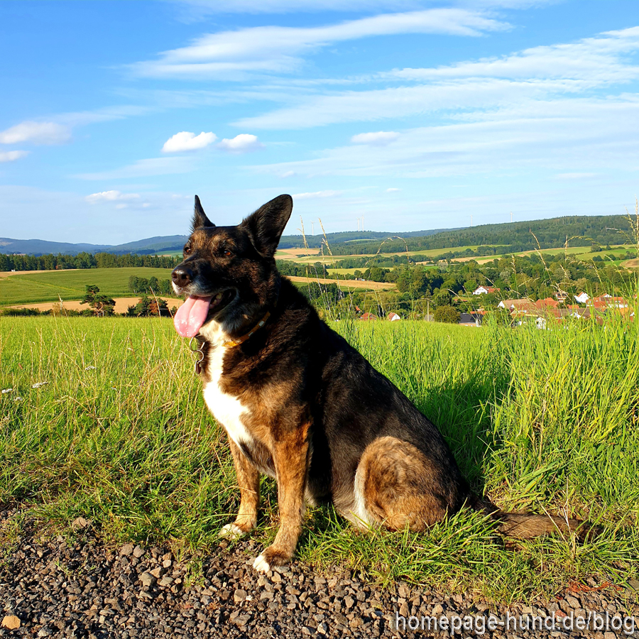 Tierschutzhund