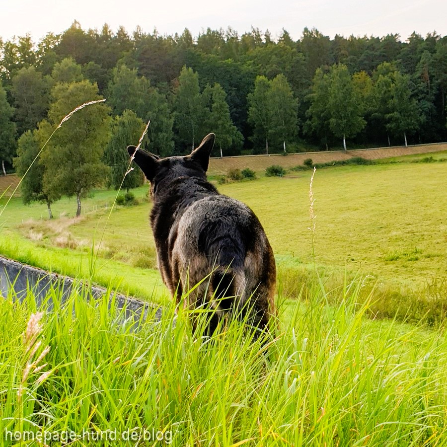 Hund im Herbst