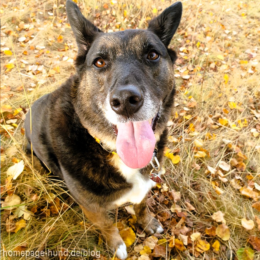 Hund im Herbst