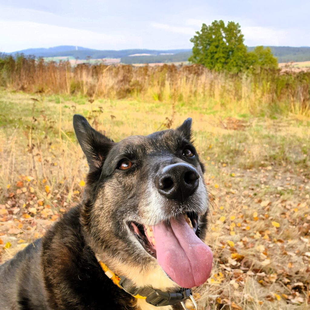 Hund im Herbst