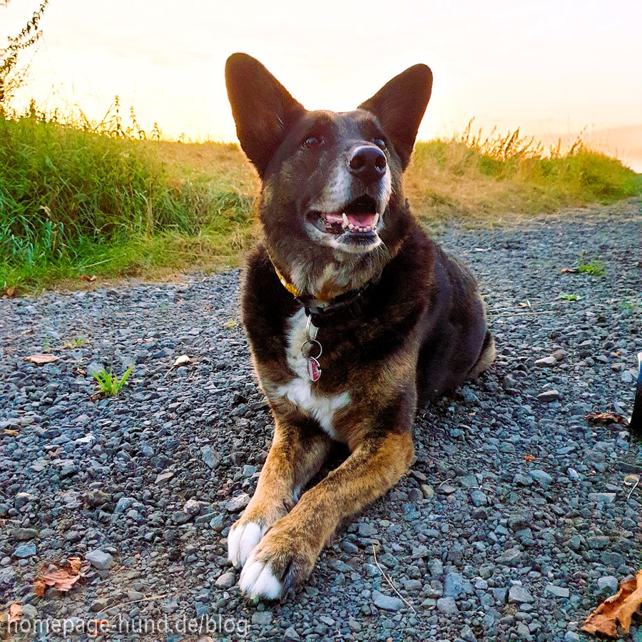 Hund im Herbst